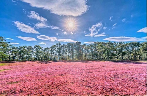 Vẻ đẹp như tranh vẽ của đồi cỏ hồng Đà Lạt