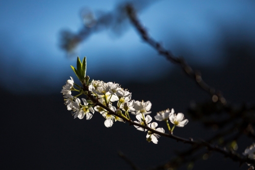 Ngỡ ngàng vẻ đẹp mùa hoa mận trắng Mộc Châu